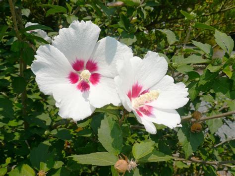 Rooting Rose Of Sharon Cuttings How To Grow A Rose Of Sharon Bush From