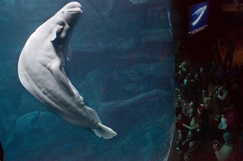 Strong Opposition To Aquariums Plan To Import Beluga Whales The New