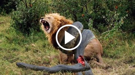 Lion Vs Anaconda Real Fight Who Will Be The Winner Watch Video