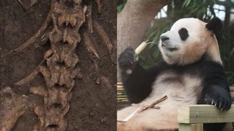 2000 Year Old Giant Panda Skeleton Unearthed In Emperor Wen Of Hans