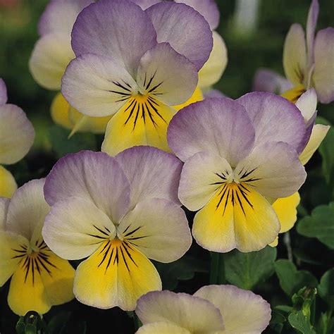 Viola Flower Garden Seeds Sorbet F1 Series Yellow Frost 100 Seeds