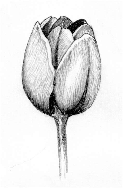 Tulip Pencil Drawing Pencil Drawing Of A Tulip Done From M Keith