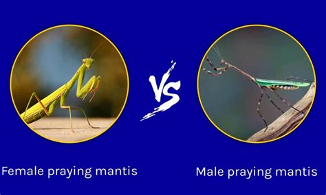 Male Vs Female Praying Mantis What Are The Differences A Z Animals