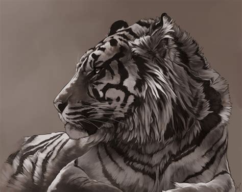 Tiger Tigers Fan Art 20577336 Fanpop