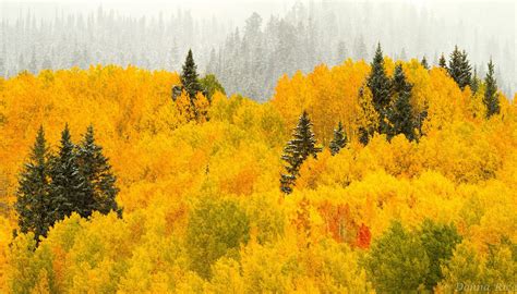Autumn Aspens Abound Autumn Scene Near Crested Butte Colorado