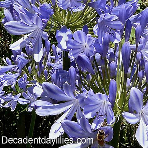 In the centre of each flower is a small. Tall Agapanthus Blue Flowering Size Plants For Sale ...