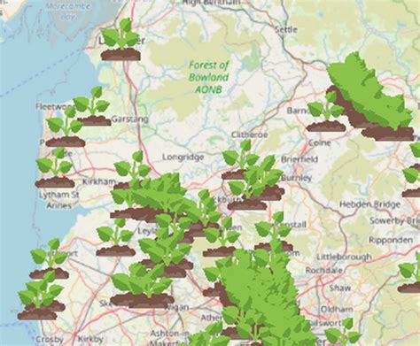 Interactive Map Shows Where Dangerous Giant Hogweed Grows As Man