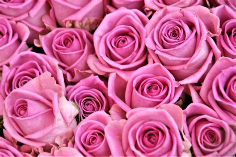 Download Pink Flower Close Up Flower Nature Rose Hd Wallpaper