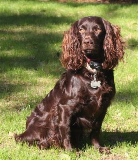 English Springer Spaniel vs Boykin Spaniel - Breed Comparison