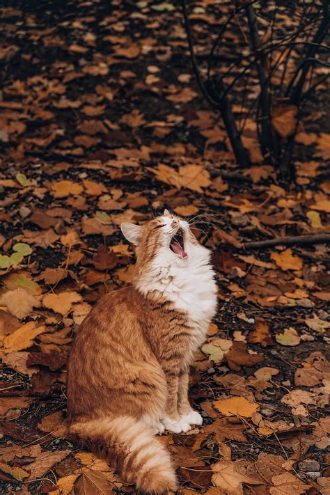 Cat Yawn Funny Autumn Foliage Hd Phone Wallpaper Peakpx