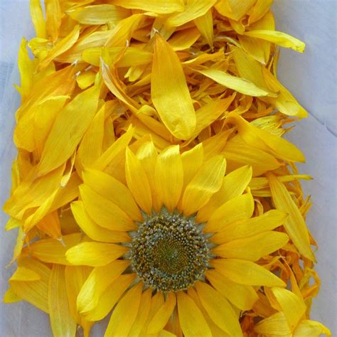We provide floral designs and beautiful décor for any size event, ranging from small, intimate gatherings to large, elaborate weddings or corporate events. Sunflower Wedding Decorations | Dry Sunflower Petals and ...