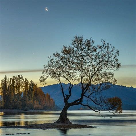 Jamie Richey On Instagram “wanaka Tree The Most Famous Tree In New