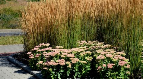 How To Plant Grow And Care For Karl Foerster Grass