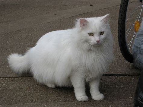 Fluffy White Cat By Laura Nolte Via Flickr Kitten Pictures White