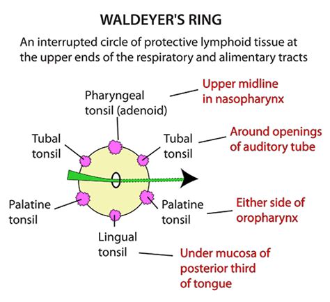 Waldeyers Ring Diagram
