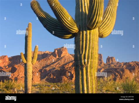 Saguaro Cactus Carnegiea Gigantea In The Sonoran Desert Of Kofa