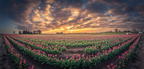 180 Degree View Of Sunrise Over Tulip Field This Is A Panoramic View