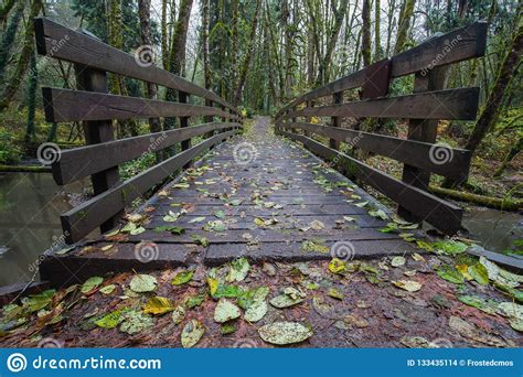 Wooden Bridge Over The Stream In The Forest Stock Photo Image Of Damp