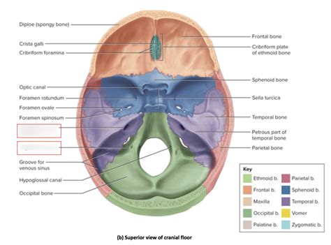 Temporal Bone Diagram Quizlet