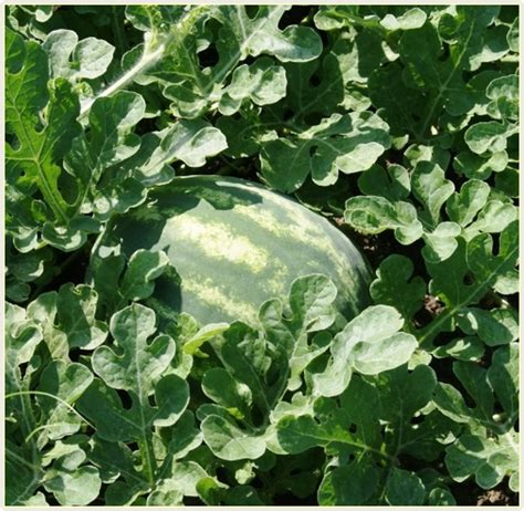 Watermelon Weekly Update Panhandle Agriculture