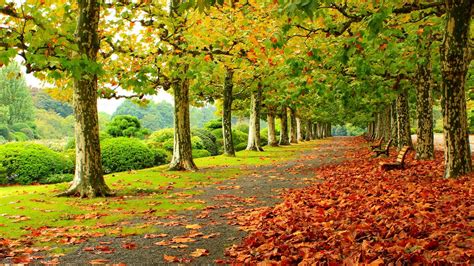 秋の公園の紅葉は木ベンチ 2016 風景のhdの壁紙プレビュー