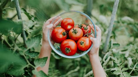 Since tomatoes are highly acidic, they may cause acute stomach upset if you are already suffering from acid reflux or heartburn. 6 Acidic Foods — Should You Avoid Them?