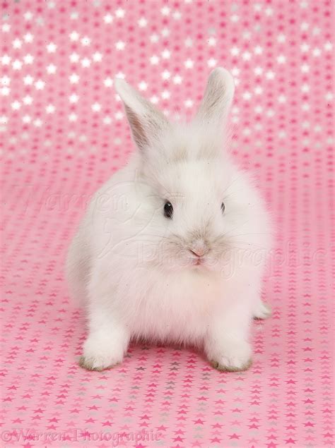 Cute Baby White Bunny Sitting On Starry Background Photo Wp35736