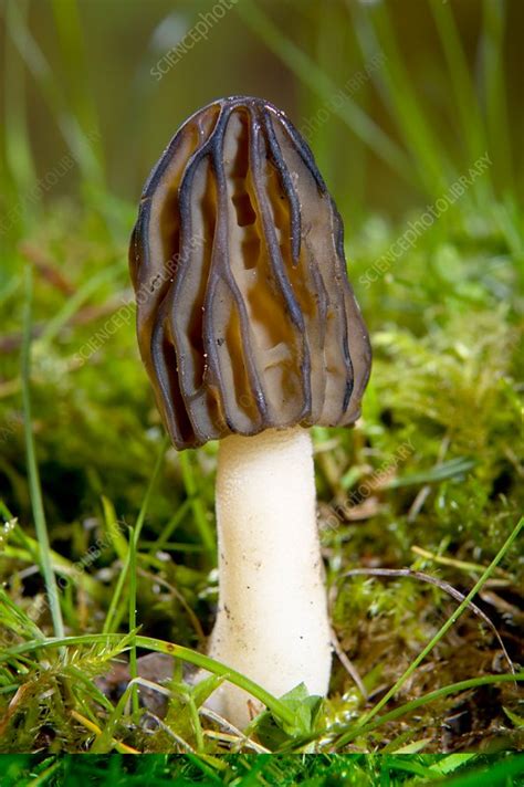 Morel (Mitrophora semilibera) mushroom - Stock Image - C014/0697 ...
