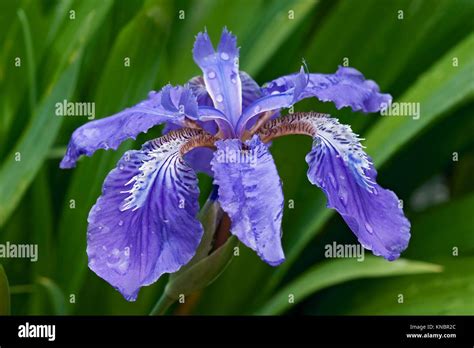 Roof Iris Iris Tectorum Called Japanese Roof Iris And Wall Iris Also