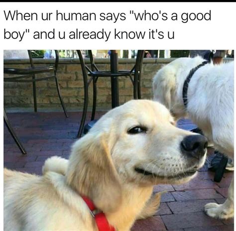 Happy Doggo Meme By 4tune Memedroid