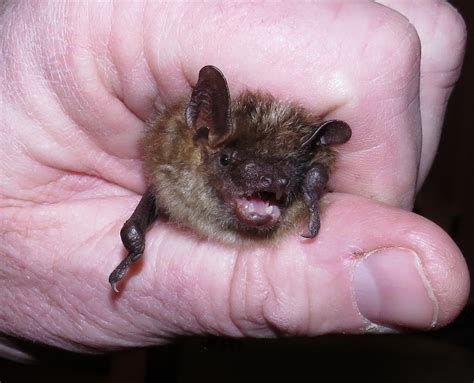 Little Brown Bat Mammals Of Floracliff Nature Sanctuary · Inaturalist