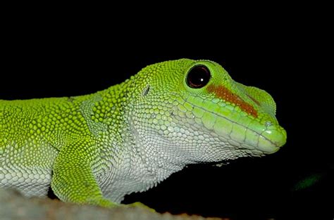 Phelsuma Madagascariensis Grandis Gecko Géant De Madagascar