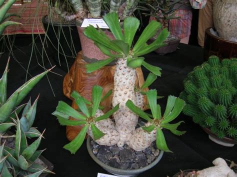 Sacramento cactus and succulent society. San Francisco Succulent and Cactus Society Show and Sale ...