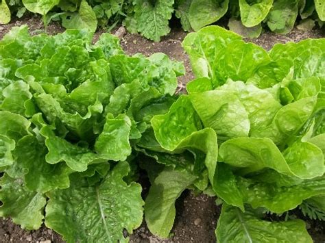 Cosmo Romaine Lettuce Organic Seeds Fox Hill Nursery