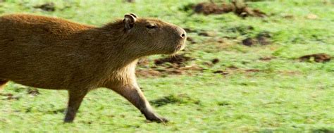 Bbc Earth Home Giant Rodent Biggest Rodent Capybara