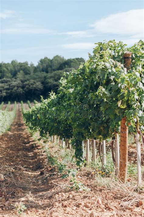 Vineyard Field In The Southern France Stock Photo Image Of Bush