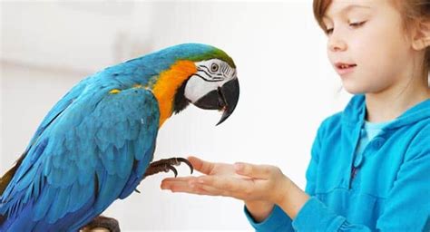Since frogs will most often be the first animals to react to biological hazards, they are helpful for warning humans to take action. Animal Assisted Therapy - How animals help humans combat ...