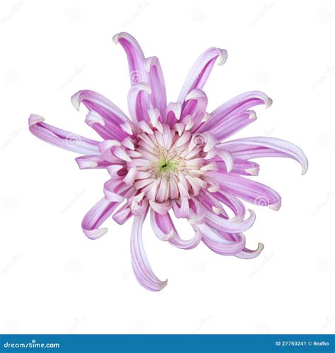 Beautiful Chrysanthemum Isolated On White Stock Image Image Of
