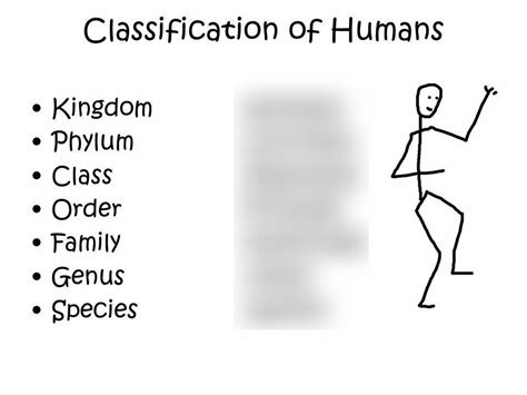 Classification Of Humans Diagram Quizlet