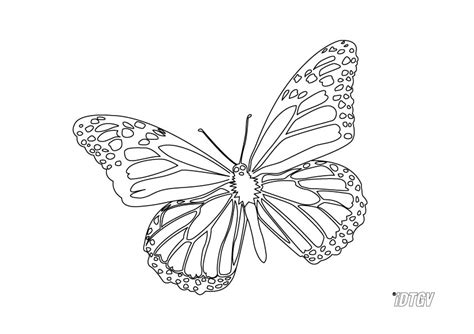 110 Dessins De Coloriage Papillon à Imprimer Sur Page 2