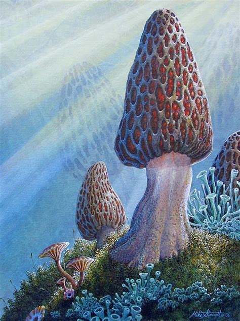 Morel Mushrooms By Mike Stinnett Mushroom Poster Art Mushroom Paint