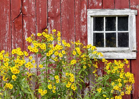Weathered Barn And Flowers Photograph By Alan L Graham