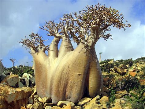 Facts About Socotra Strangefacts ~ Interesting And Hot Facts