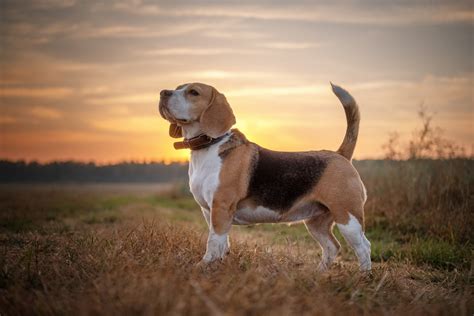 Animal Beagle Hd Wallpaper