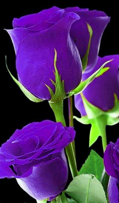 💜love💜 💜 Purple 💜 Beautiful Rose Flowers Flowers Nature Exotic
