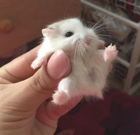16 Tiny Fluffs That Will Warm Even The Coldest Heart Cute Hamsters