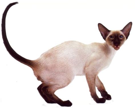 Siamese Cat Purrfect Cat Breeds