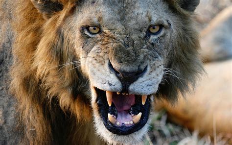 Angry Lions Face Hd