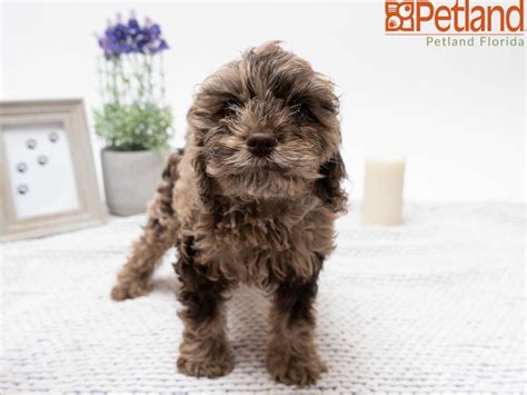 See pricing page for pricing info. Petland Florida has Cockapoo puppies for sale! Check out ...