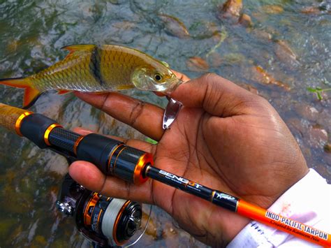 The Pros and Cons of Spinning Reels For Ultralight Fishing | | Ultralight Fishing Tips and ...